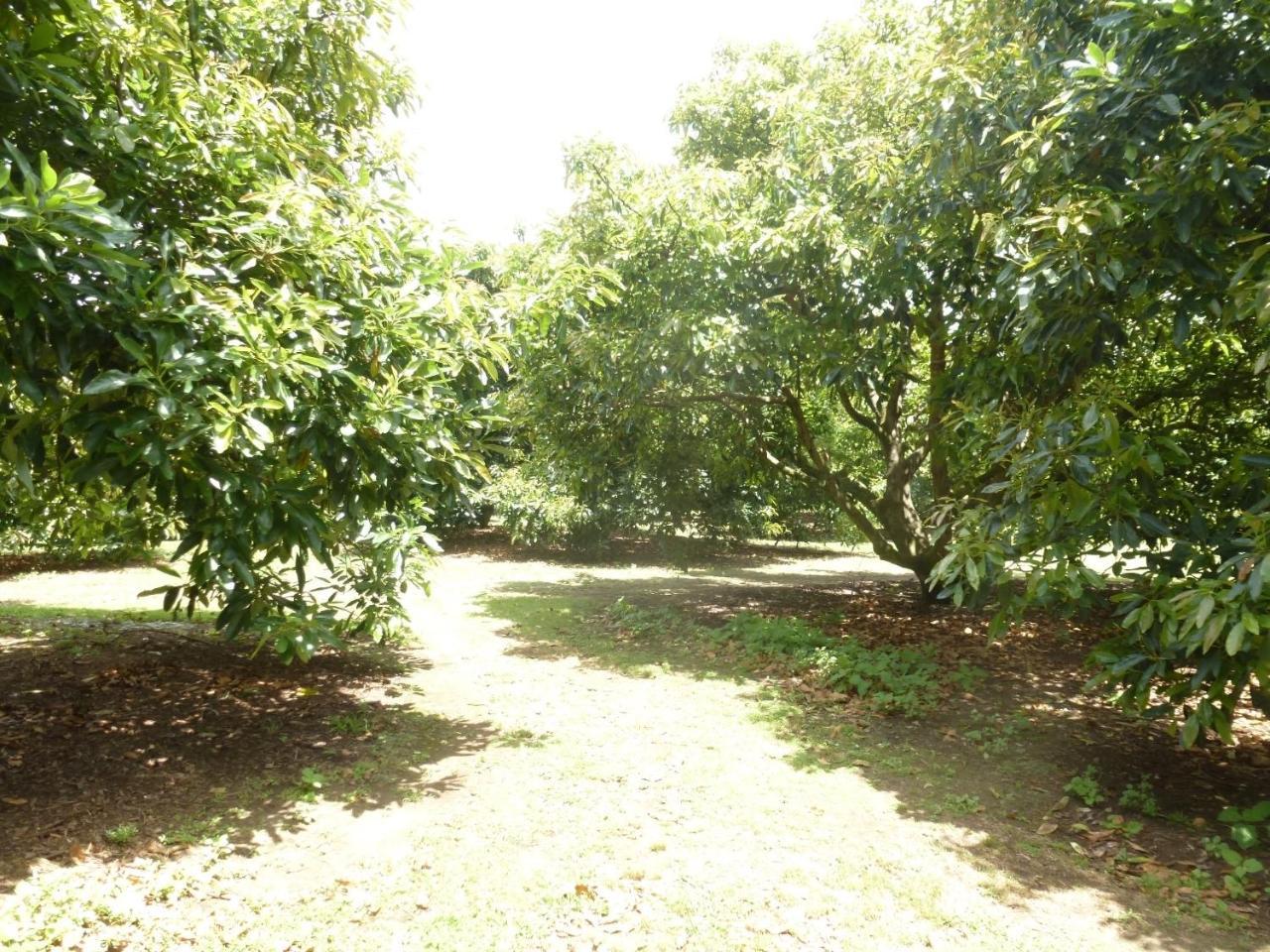 Paradise Grove Уангамата Екстериор снимка
